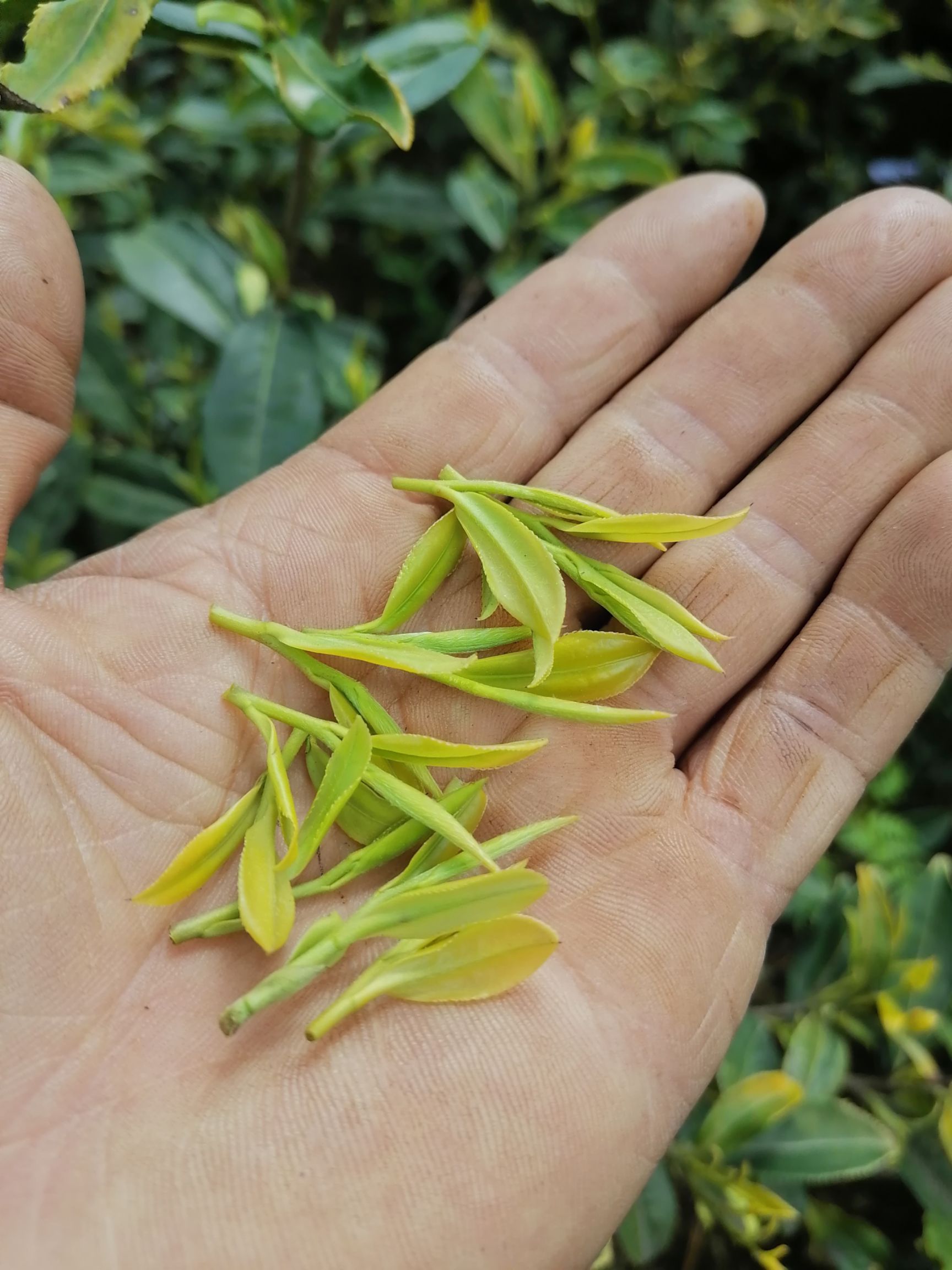 黄芽茶  黄金芽。色泽好！芽头好！味很正！！