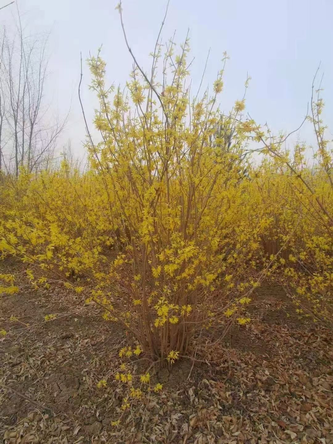 迎春花 东北连翘 是一种开花特别早的品种开的小黄花 一串一串