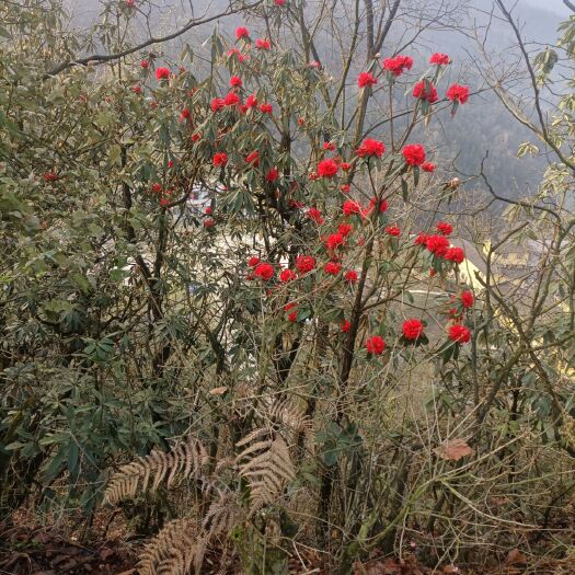 纳雍县马缨杜鹃 马银花杜鹃  贵州红杜鹃花，一米高裸根现採现挖