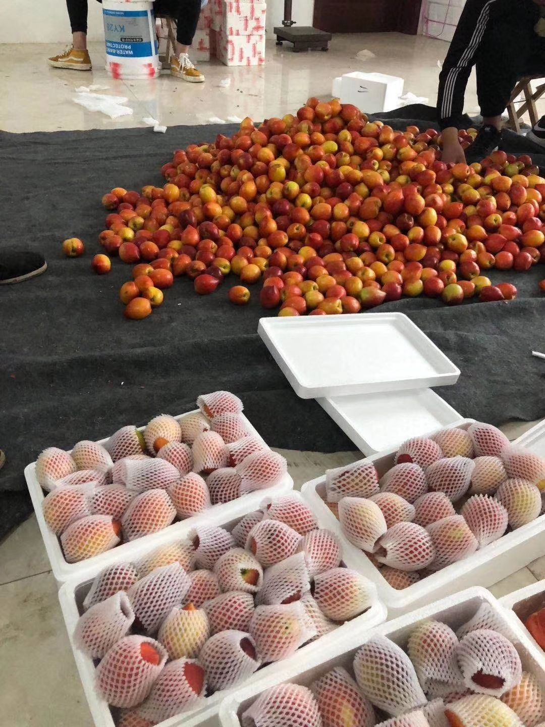 曙光油桃 油桃上市 专业合作社 之别社区团购 一件代发