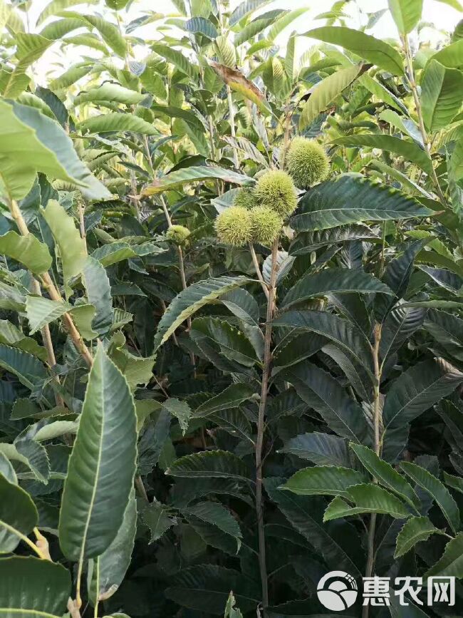  大红袍板栗苗  自己种植嫁接  纯度保证