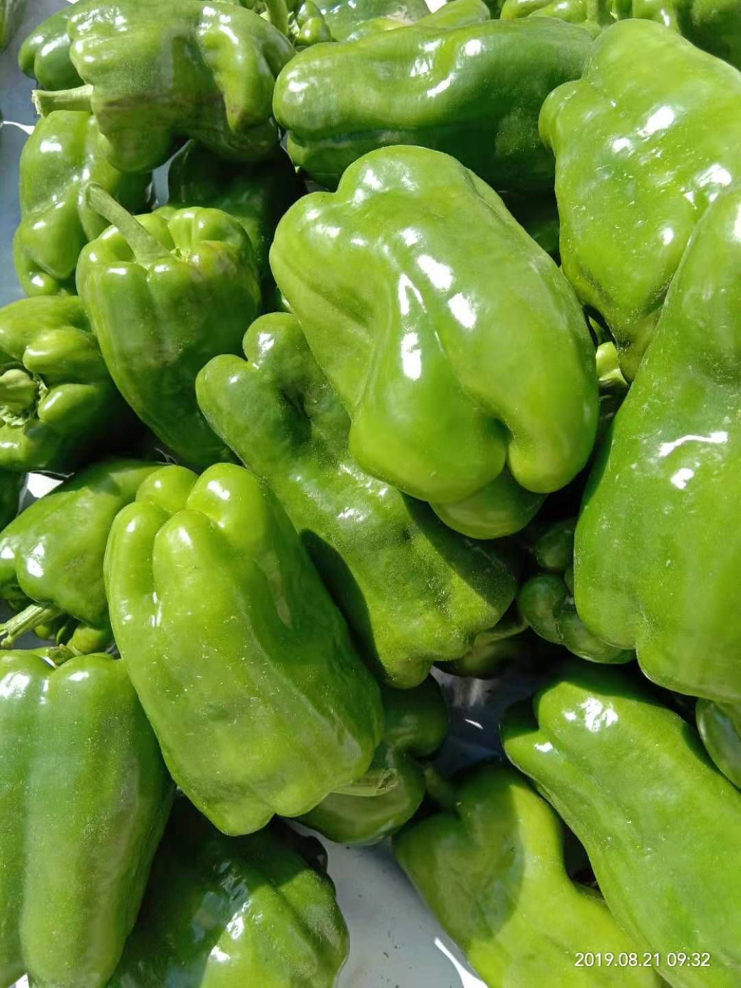 金丽来  甜椒种子