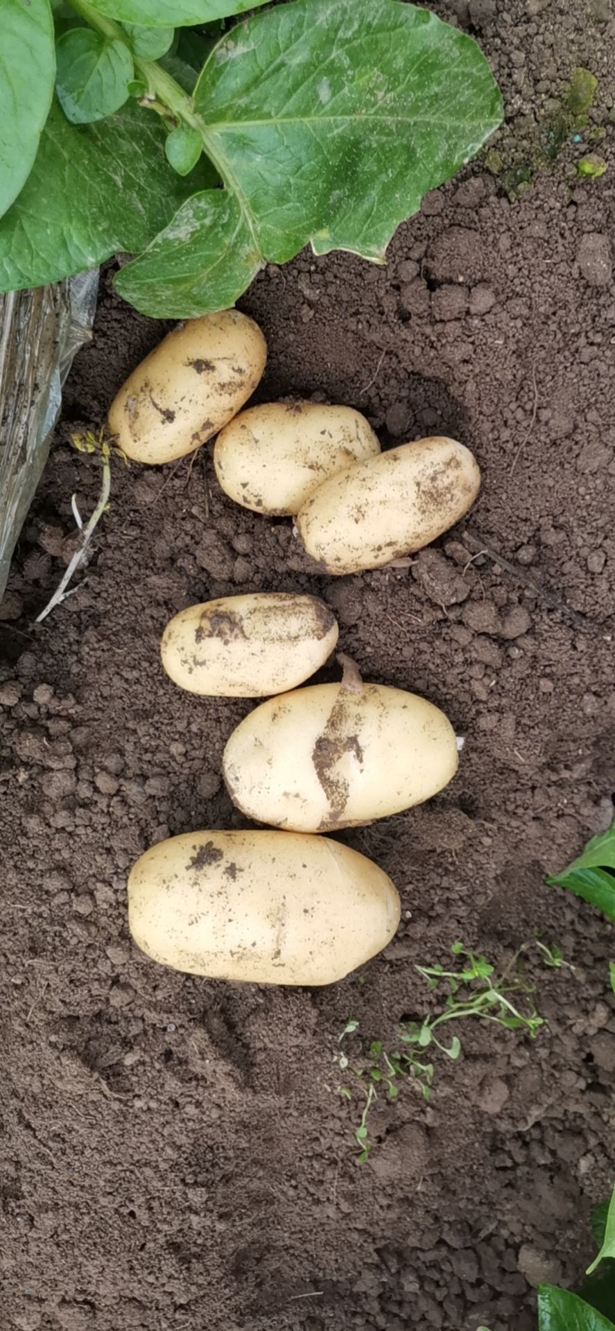 荷兰土豆 山东省枣庄市薛城区 统货 