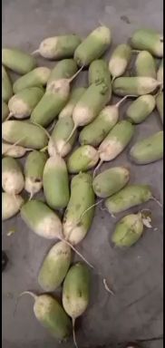 开封青萝卜  青罗卜大量有貨價格便宜量大可以優惠