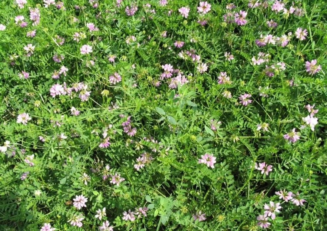 小冠花种子  小冠花可边坡绿化可观赏固氮能力强可做绿肥