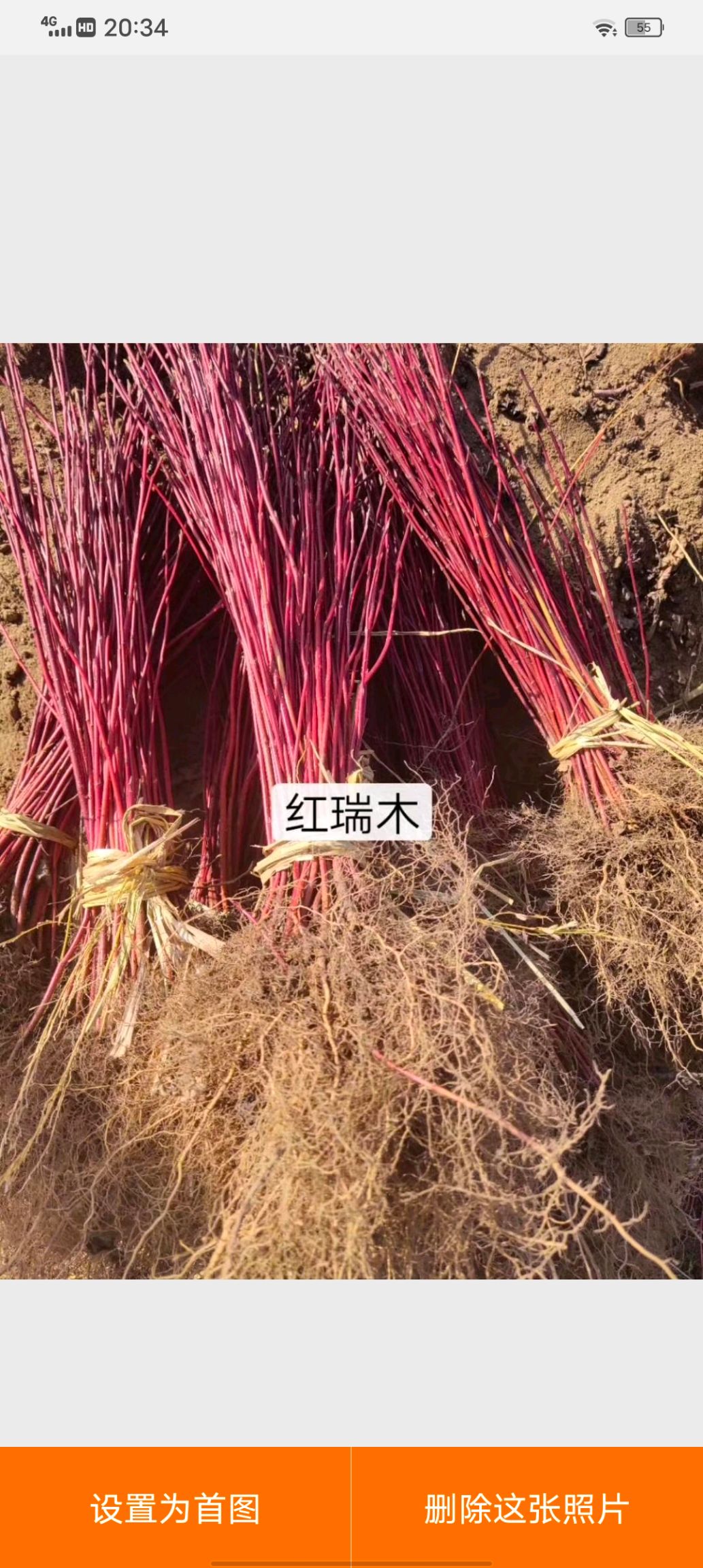 辽宁铁岭红瑞木是 种耐寒品种 苗子通红通红的 开花是白色的