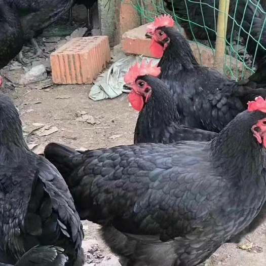 衡阳黑鸡苗黑土鸡苗天露黑五母苗快大黑土鸡苗，质量包打疫苗