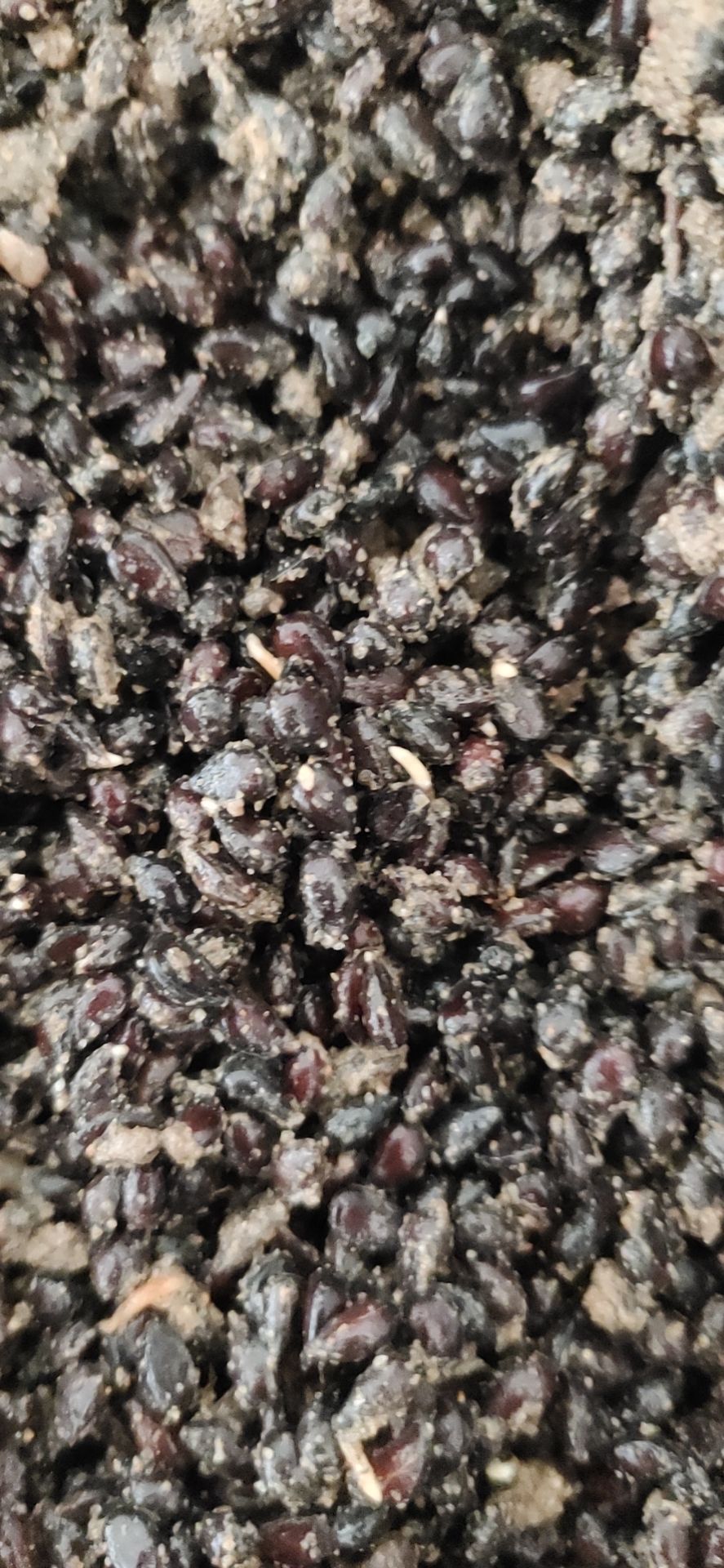 八棱海棠种子沙藏籽