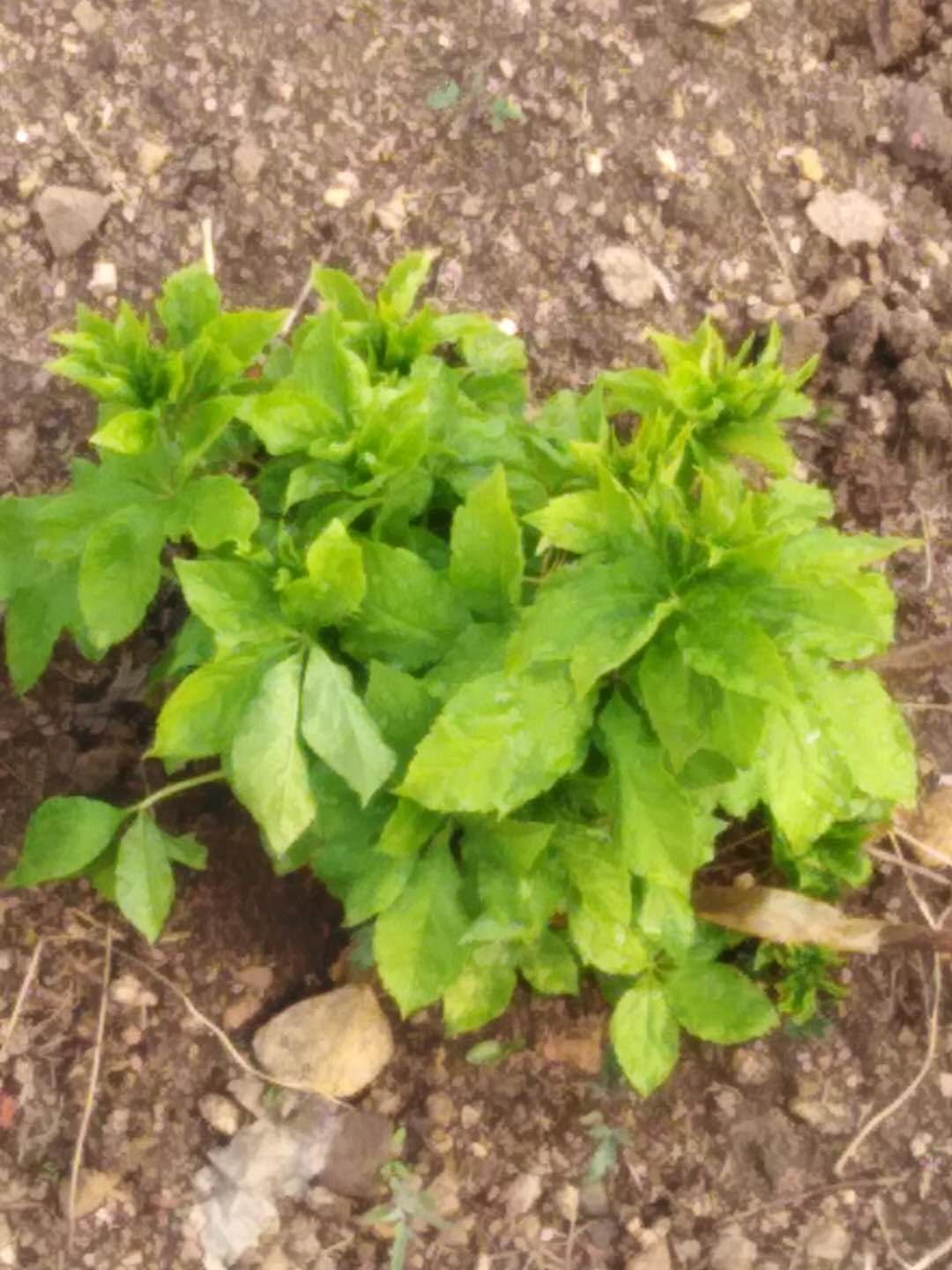 刺五加菜 刺五加树墩(5～6年生)每墩保证十个头以上。