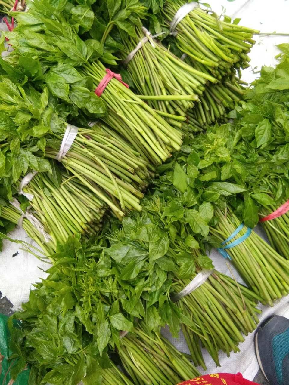 刺五加菜 刺五加树墩(5～6年生)每墩保证十个头以上。