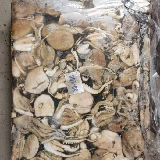福州章鱼 印度八爪50-100 性价比高，走量 福州现货