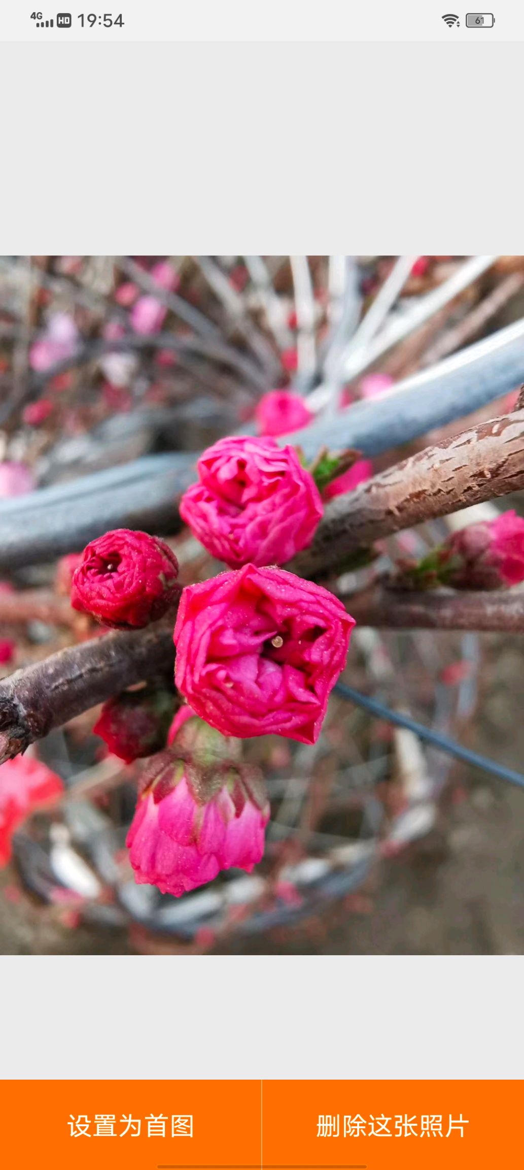开原市榆叶梅 一种耐寒品种开花特别漂亮 五一开花 花期一个月