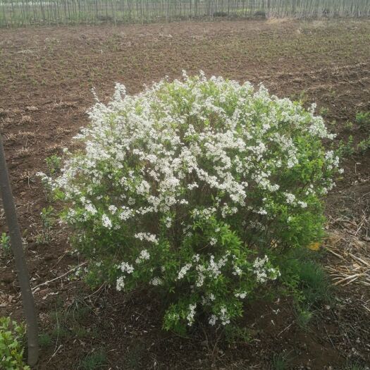 开原市珍珠绣线菊 是最耐活的品种 开花是白色的 漂亮