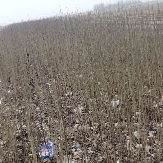 杜仲苗 大量  出售 杜仲树苗地径 0.5—1.5公分  有200W