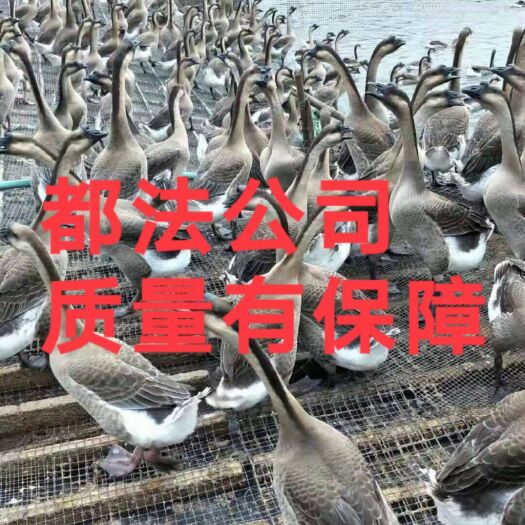 南宁灰鹅苗  马岗鹅，灰鹅，马岗杂香鹅，孵房直销