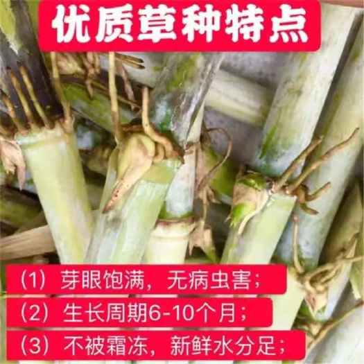 万载县甜象草种子 各种牧草种节，产量高