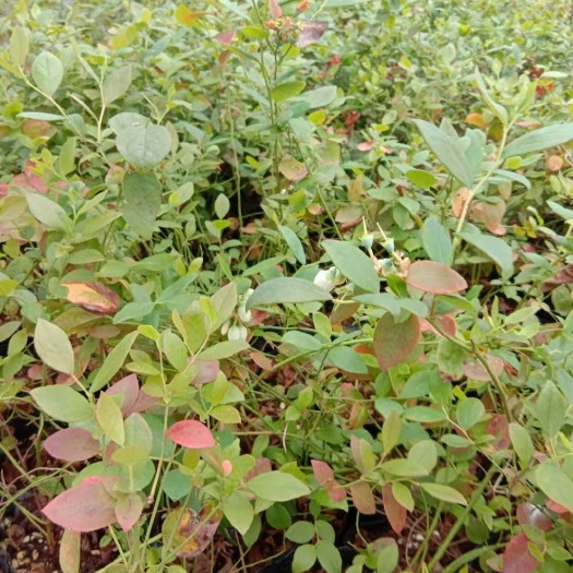 上饶奥尼尔蓝莓苗  奥尼尔