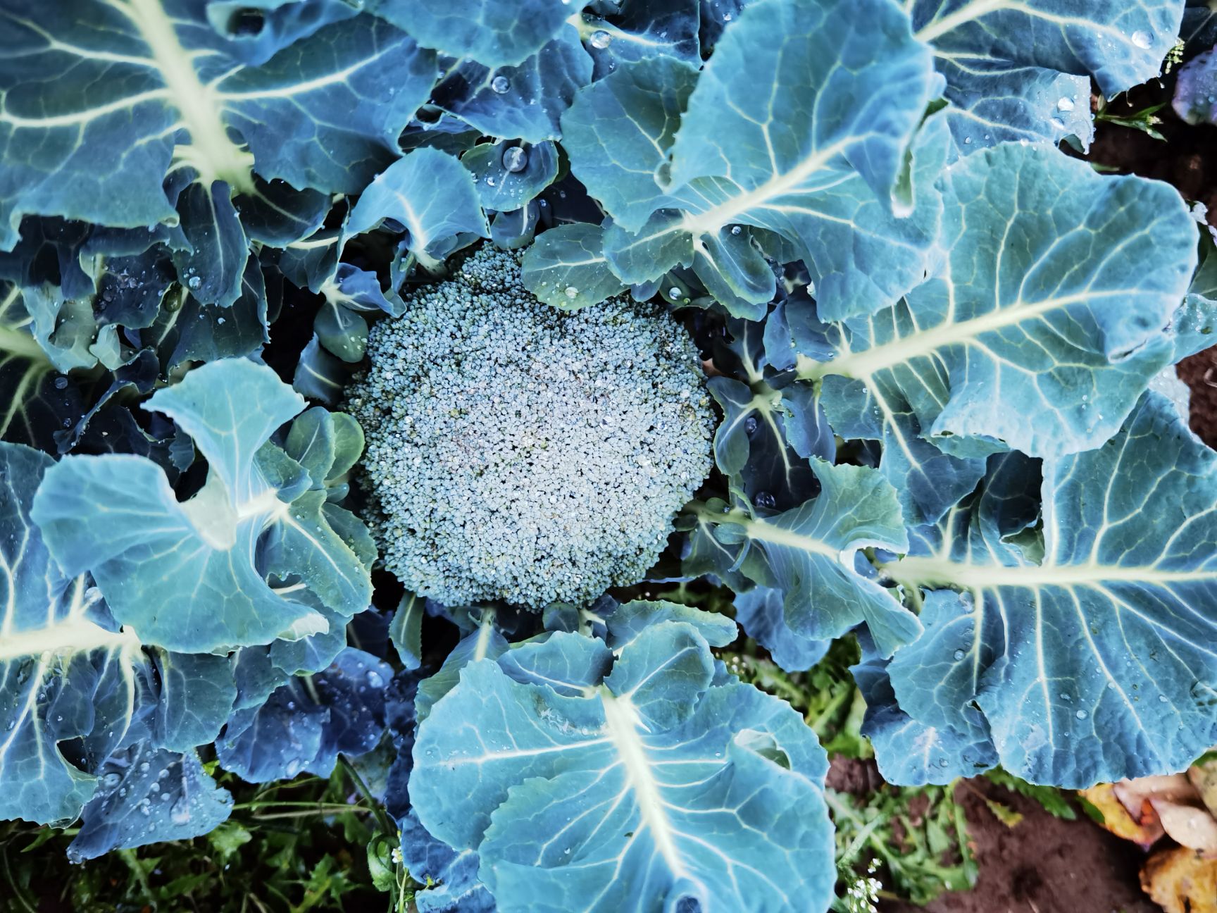 优秀西兰花  优质越冬西兰花晚熟六号正在上市中有需要的客户及