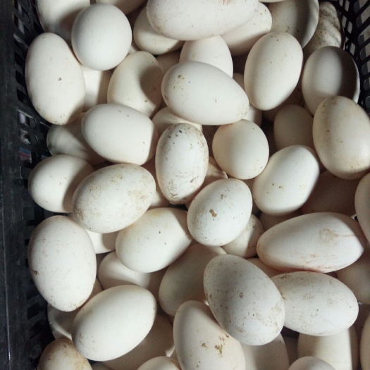 林州市土鹅蛋 食用 散装 