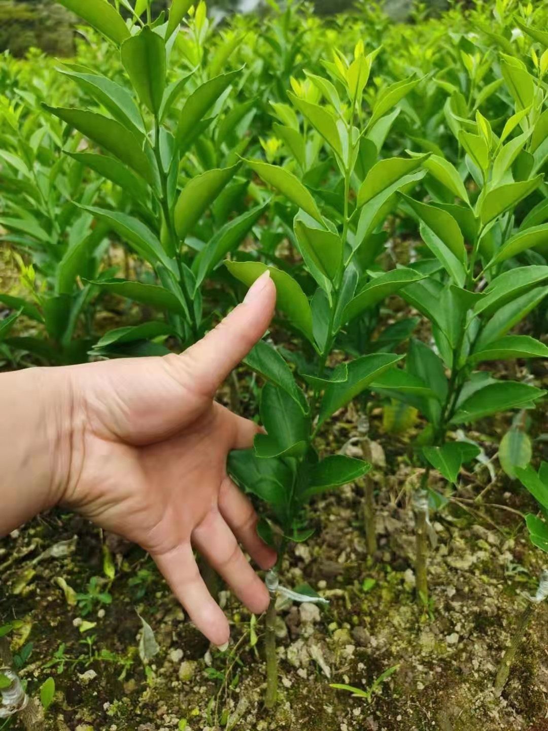 新会柑苗  新会柑优质果苗