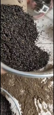 八棱海棠种子沙藏籽