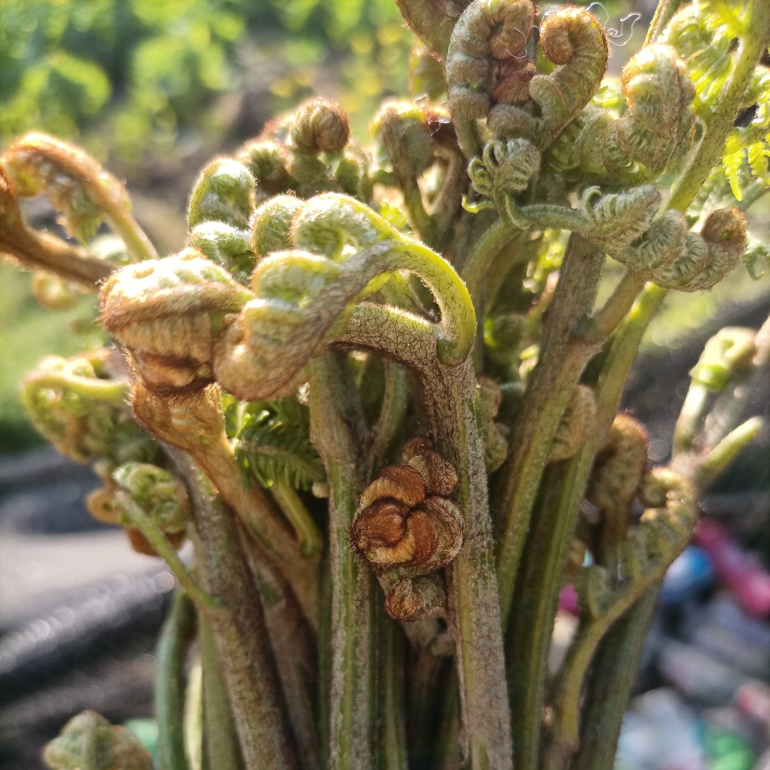 蕨菜 云南野生撅菜,龙爪菜,新鲜撅菜大量上市已上线,大量现货,一手