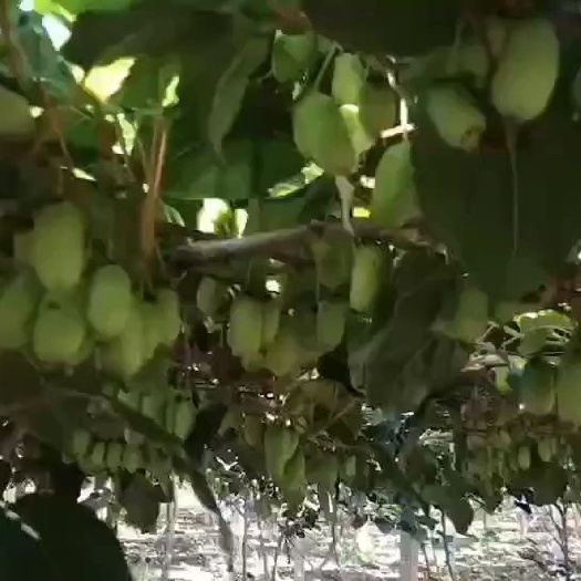 尚志市软枣猕猴桃苗 软枣猕猴桃，抗寒品种，口感香甜