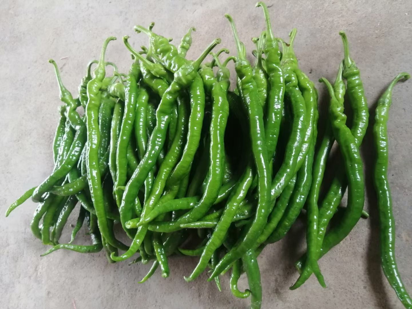 辣椒  大罗丝，线椒，罗丝线，8号椒