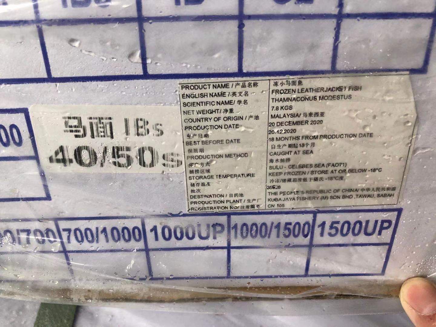  小马面鱼 板冻 40/50 大量现货 价低 福州发