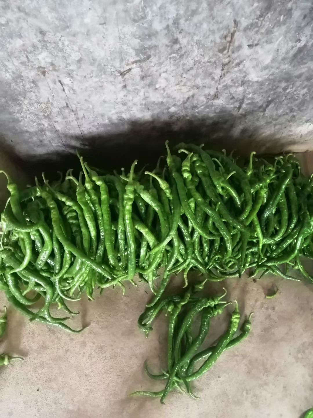 辣椒  大罗丝，线椒，罗丝线，8号椒