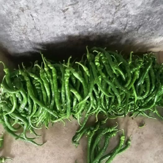 钦州辣椒  大罗丝，线椒，罗丝线，8号椒