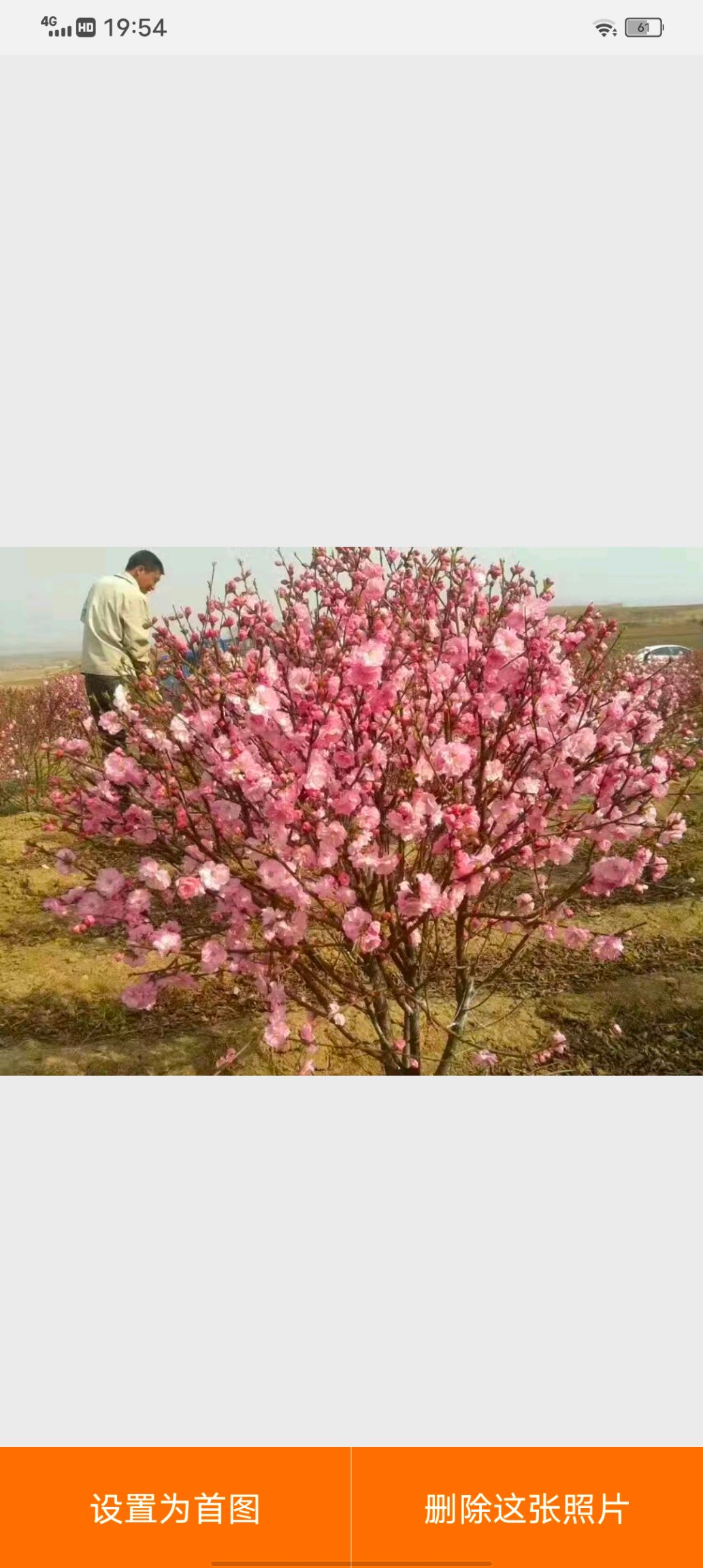 榆葉梅 一種耐寒品種開(kāi)花特別漂亮 五一開(kāi)花 花期一個(gè)月