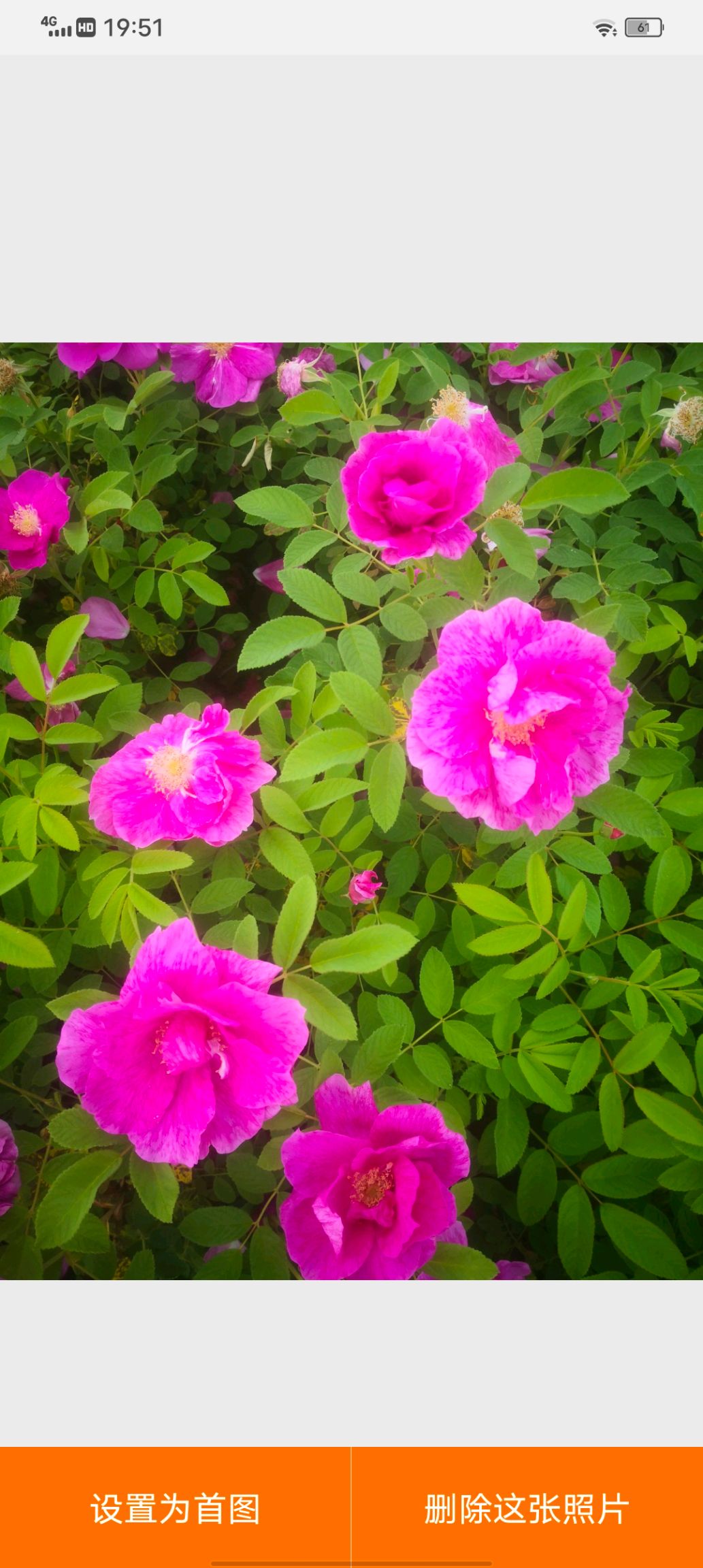 四季玫瑰  多季刺梅 是一种带刺的玫瑰 耐寒品种 五一开花 开到9月份