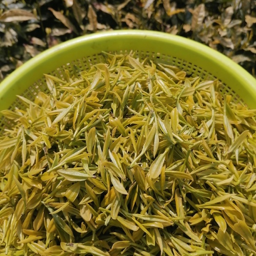 晴隆县黄芽茶  黄金芽。色泽好！芽头好！味很正！！