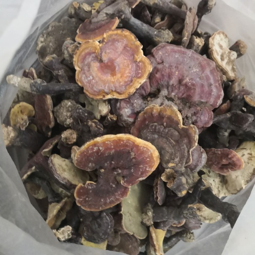 随县赤灵芝 