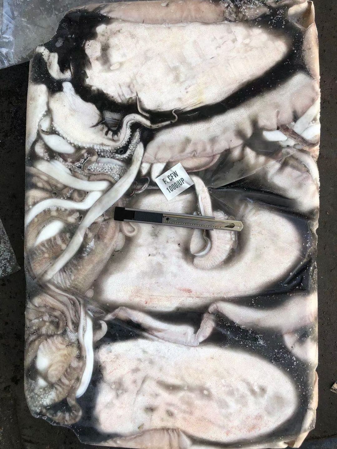 大王乌贼 印度墨鱼 鲜冻墨鱼 大量批发 有量有价 福州发货