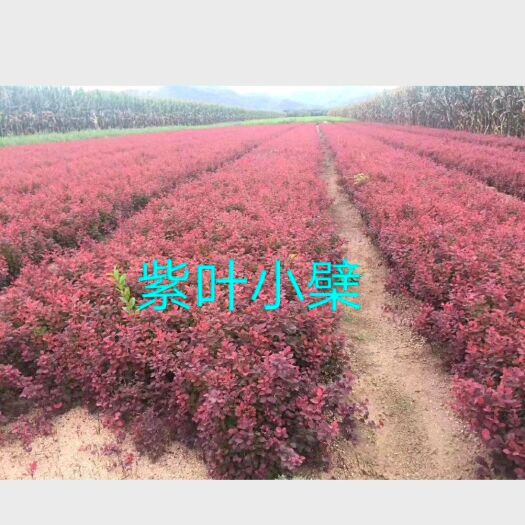 开原市紫叶小擘是一种紫色叶子的 带小刺的