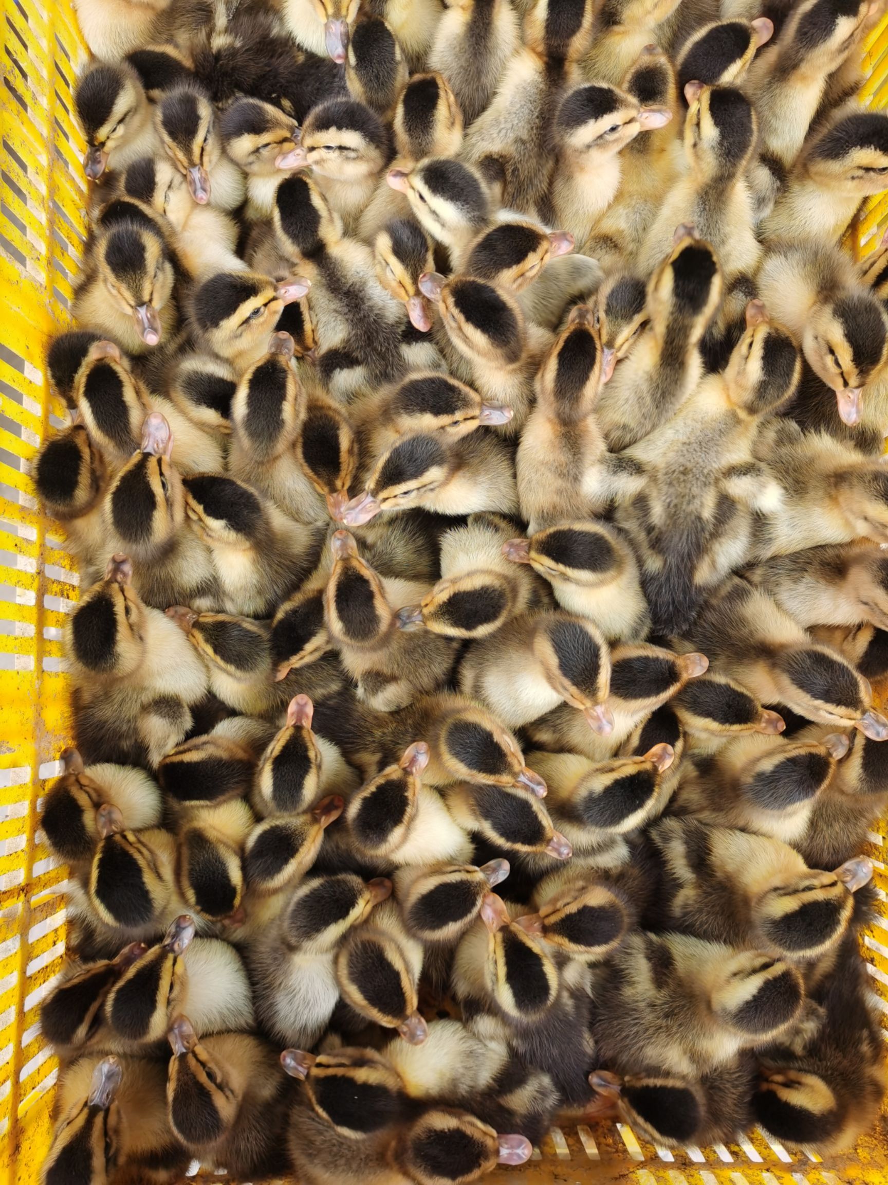 桂柳鸭苗 病少易养 诚信经营 品质保证保证可支持全国过运输