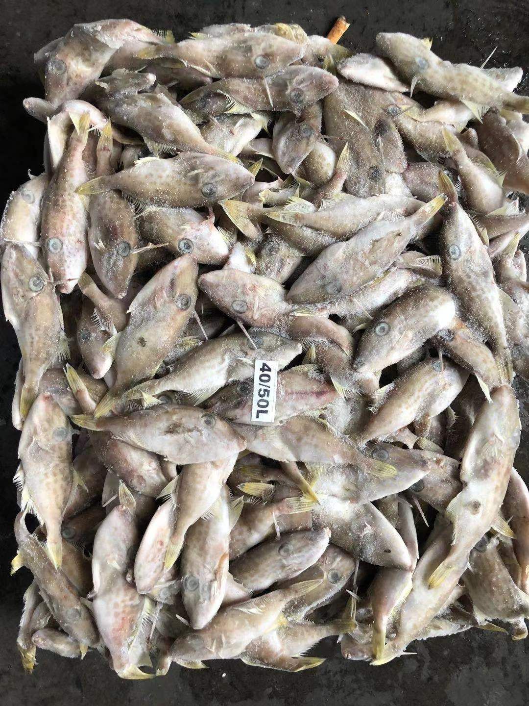  小马面鱼 板冻 40/50 大量现货 价低 福州发
