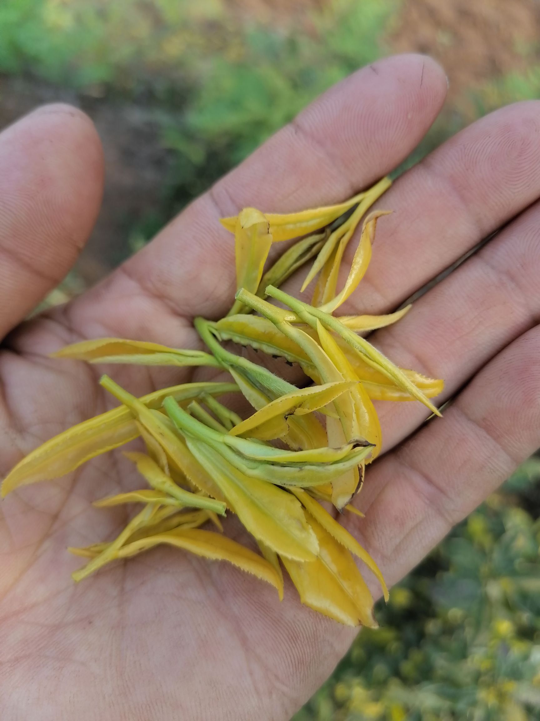 黄芽茶  黄金芽。色泽好！芽头好！味很正！！