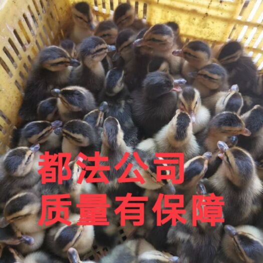 南宁肉鸭苗  专业孵化大种麻鸭苗．可以来场参观．可以发往全国各地