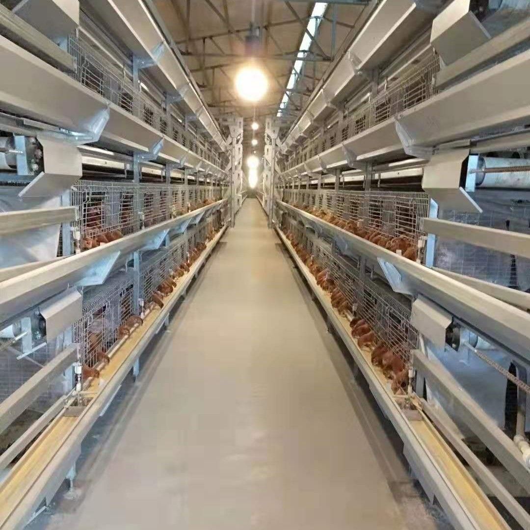 蛋鸡 防疫到位大厂家，科学管理