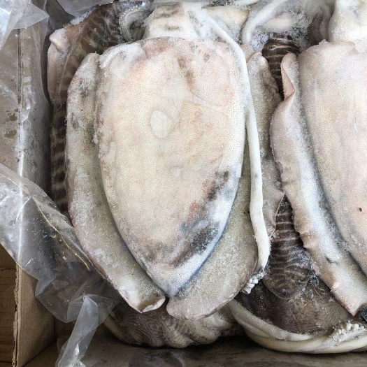 福州大王乌贼 印度墨鱼 鲜冻墨鱼 大量批发 有量有价 福州发货