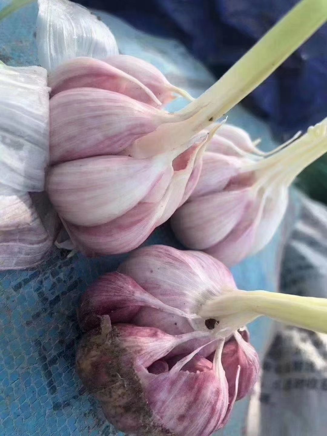 红皮蒜 紫皮大蒜  云南紫皮大蒜 新鲜紫皮大蒜