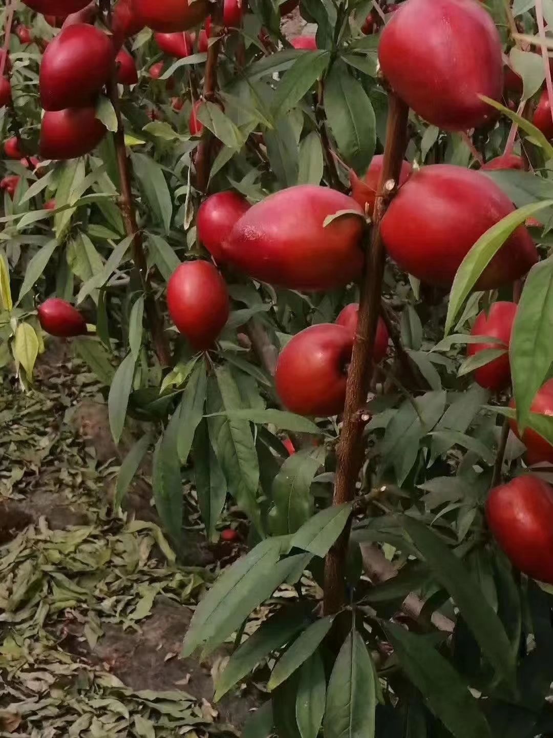 曙光油桃 油桃上市 专业合作社 之别社区团购 一件代发
