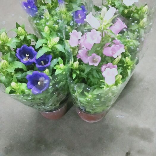 广州风铃花 大口风铃