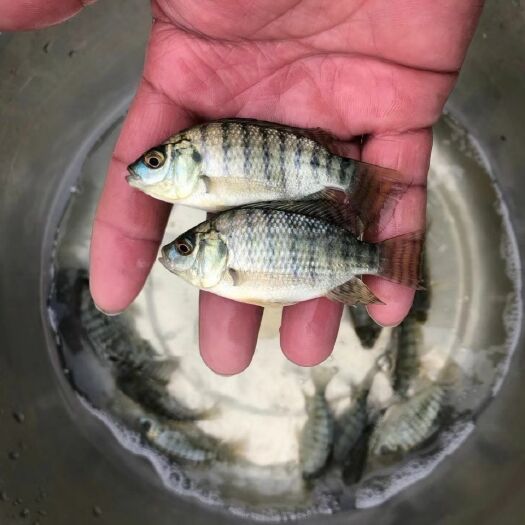 南宁罗非鱼苗，单性，快大型，海南一号