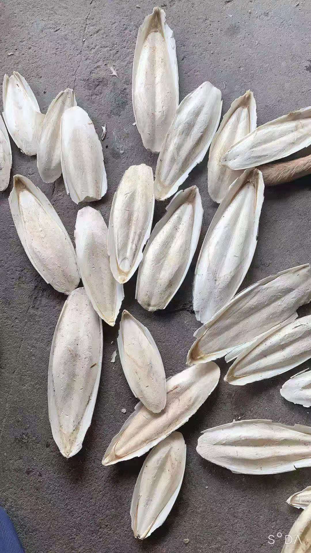  墨鱼骨，海螵蛸