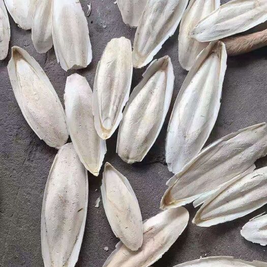 北海 墨鱼骨，海螵蛸