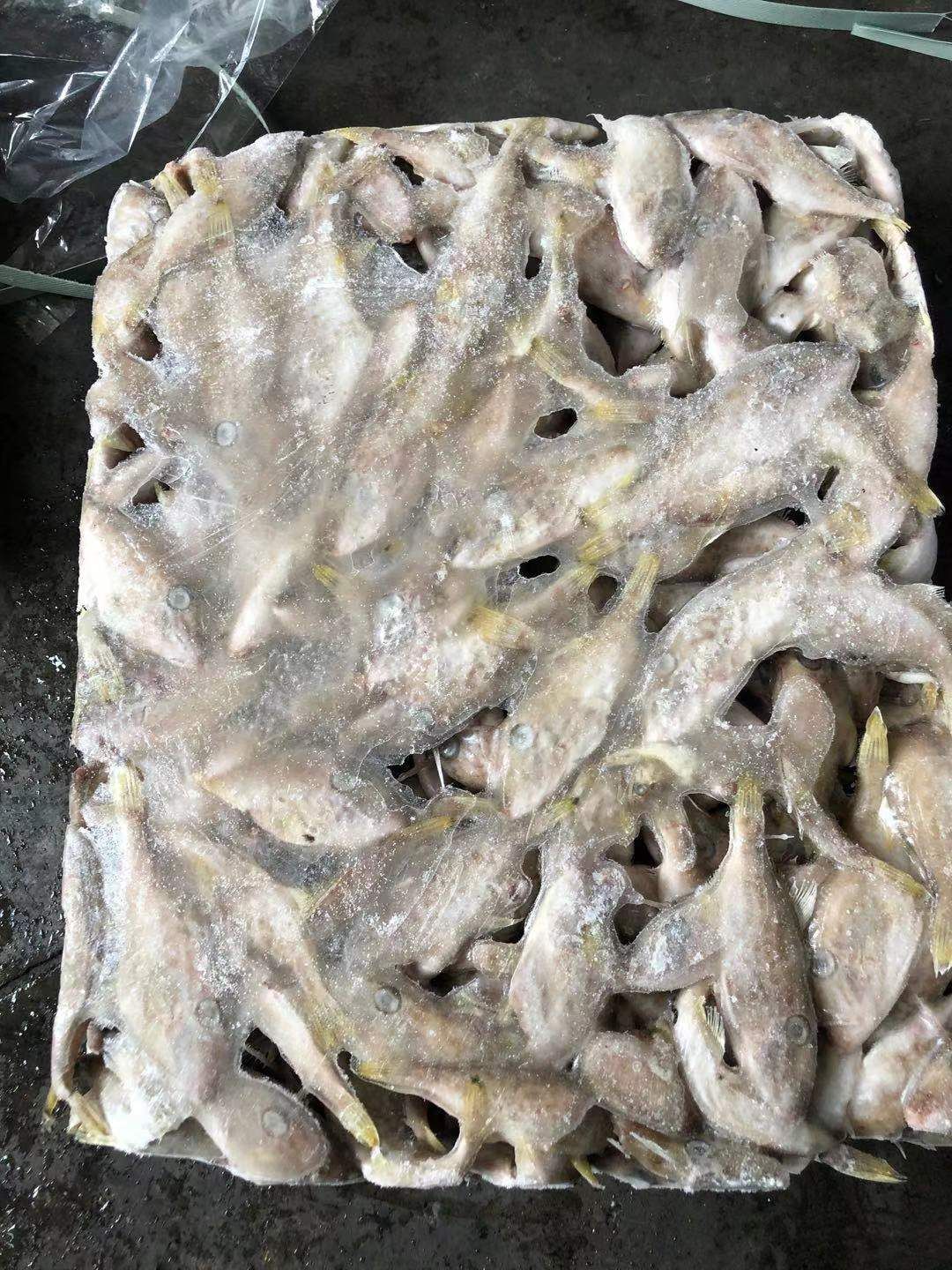  小马面鱼 板冻 40/50 大量现货 价低 福州发